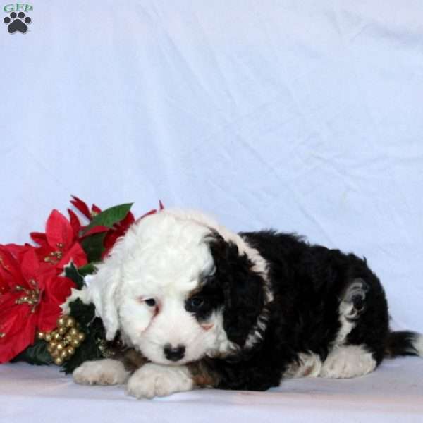 Rosko, Mini Bernedoodle Puppy